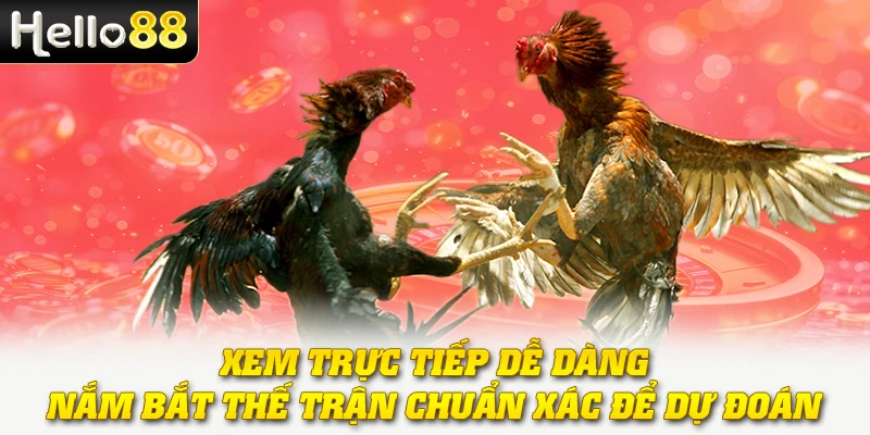 Đá Gà Trực Tiếp C1 - Nơi Hội Tụ Những Chiến Kê Mạnh Mẽ Nhất 3 Xem trực tiếp dễ dàng, nắm bắt thế trận chuẩn xác để dự đoán